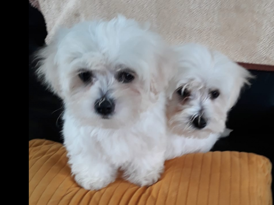 Maltese Pup with a Maltese Dad and Bichon Frise Mother for sale 1